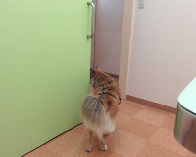 ���킢���̌�����