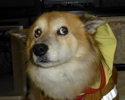 �J�b�p�Ō������ł܂�