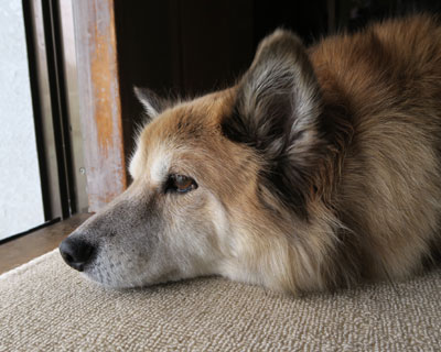 �؂蕨�̃J�����Ȃ́H