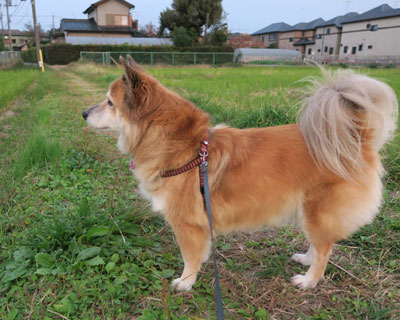 �������Â������̂ɂ悭�B�ꂽ��