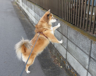 �����O�т���񂪂���񂾂�