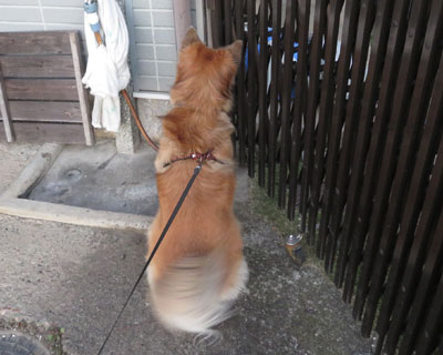 �������͂���̂��΂���