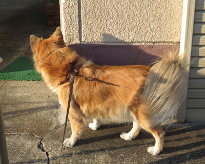 �X���X���˂������