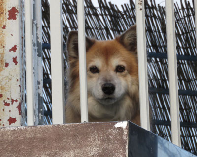 �u���Ă��ڂ�̊�