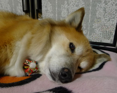 ����ɏo����ăN���X�}�X���{������