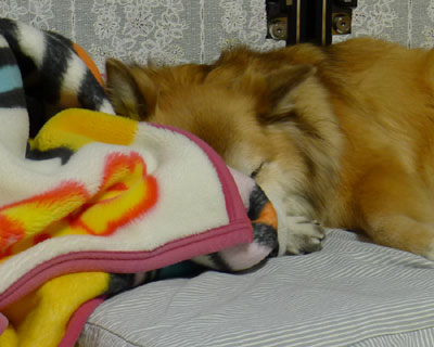 �ѕz�̎g�������ԈႤ