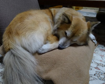 ���@���L���������D��