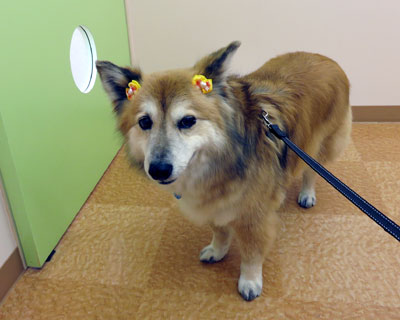 ���C�ƕa�@�n�V�S�Ƃ�