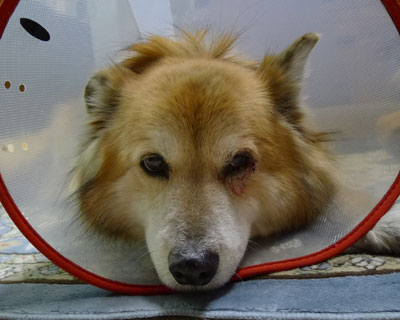 �ڃC�{�����ꂽ