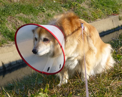 �p���{�����΂��͈ӊO�ɂ��܂�