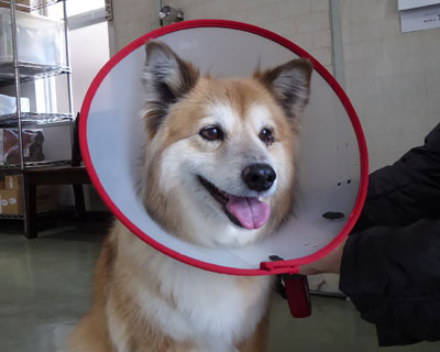 �P�T�Ԍ�̒ʉ@