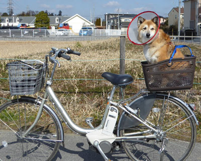 �����͗��T������