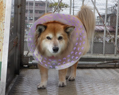 �V�j�A�̓p���{�����L�x