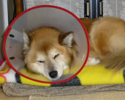 �p���{���͏A�Q���݂̂�