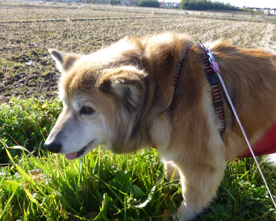 �t���ς�����������