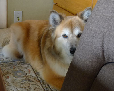 �V�����v�[�̋C�z�ŉB���