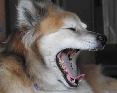 �ދ�����