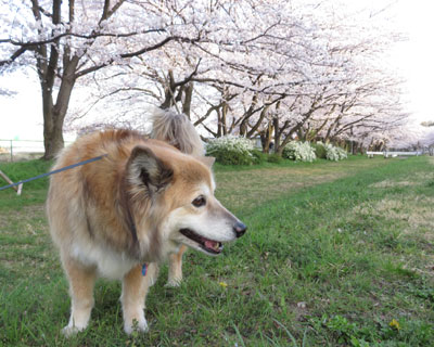 ���N�̍��͂������Ȃ�����