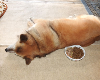 ���̂��͂�͂��������Ȃ���