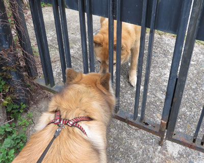 �V�j�A�̈��A�͒Z��