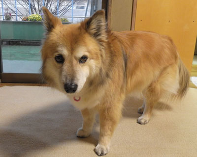 ���킢������