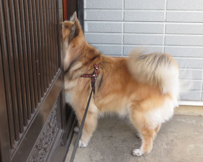 �悻�̉Ƃł�������т�