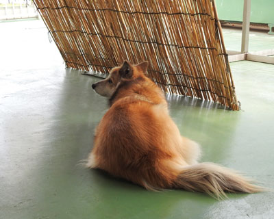 �悵���̋G��