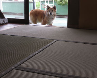 �V�����􂪃N�T��