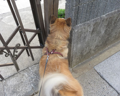 ��D���Ȃ��΂��񂿂�`��