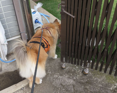 ����̂��΂��񂿂�`��