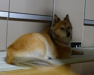 �Ă̓p���̋G��