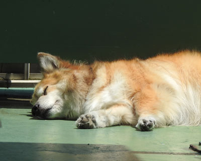 ��������O�ŐQ��