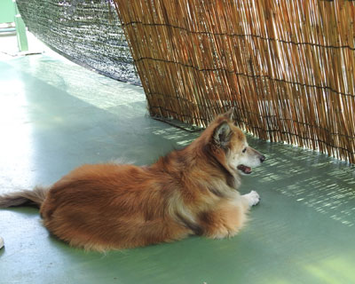 ���������Ȃ�