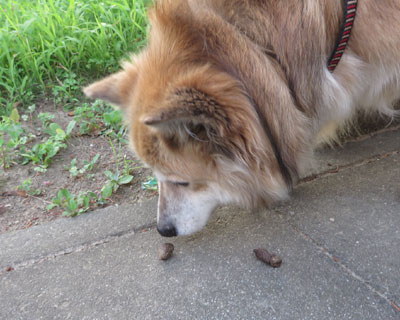 ���R�`�F�b�N