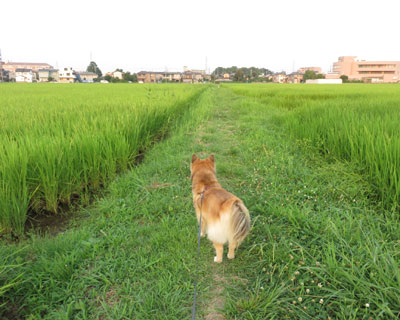 �z���o�Ă�����