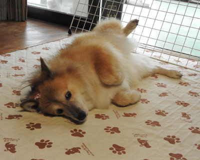 �������̃S���S��