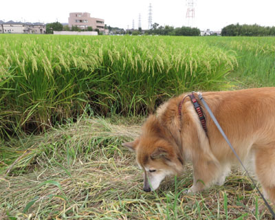 �z�����΂�