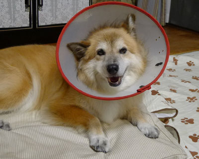 �p���{������ŊO������