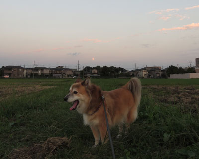 ���H�̖���