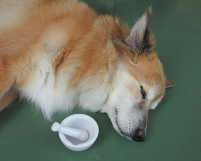 �����͎g���ɂ��������炵����