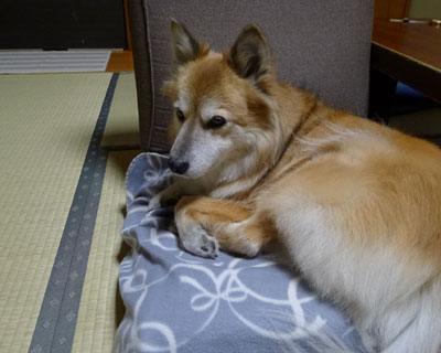 �H�Ȃ̂ō��֎q�ɐQ��