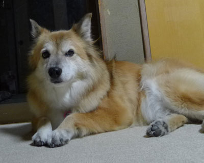 ���s�V�̂�����