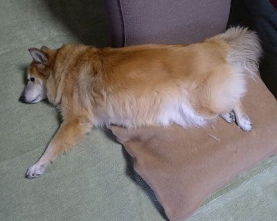 ���֎q�Ɩѕz���D��