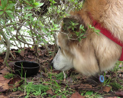 ���������j�I�C�̊�