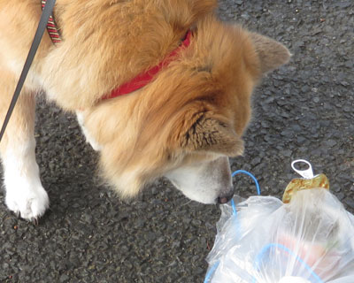 ���������j�I�C�̃S�~