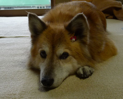 ���{���΁[����