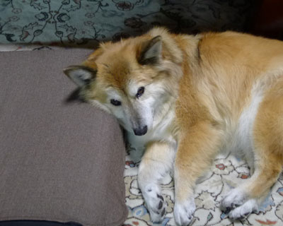 �ѕz���Ȃ�