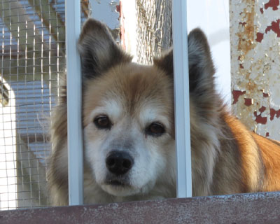 �Ȃ������˂�����