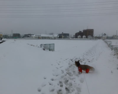 ������Ȃ߂�����