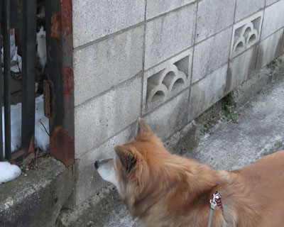 �������˂��̋C�z